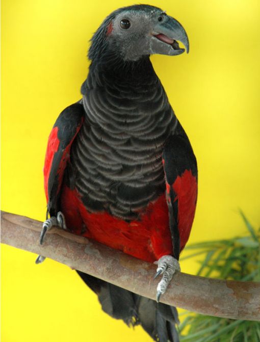 Pesquets Parrot