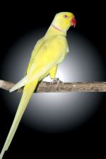 Golden Olive  Indian Ringneck Parakeet