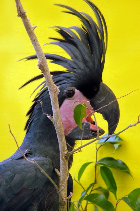 Black Palm Cockatoo Goliath