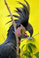 Black Palm Cockatoo Goliath