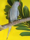 Grey Indian Ringneck Parakeet