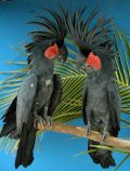 black palm cockatoo (goliath)