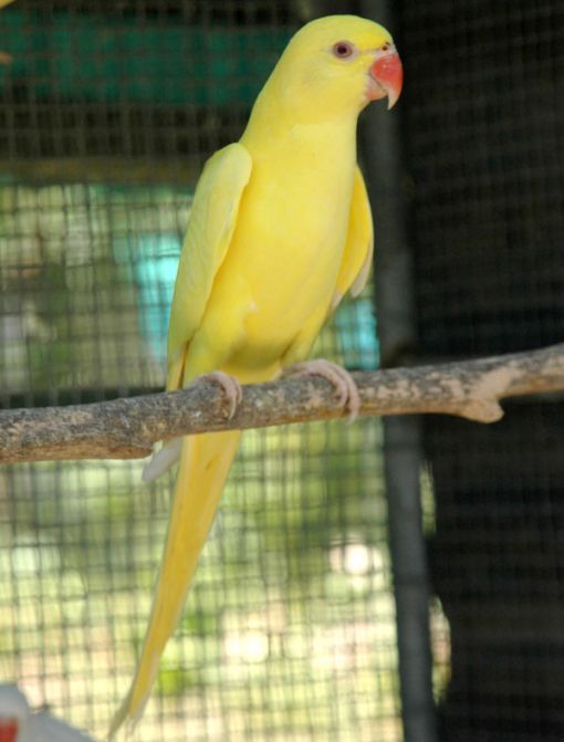 Lutino Indian Ringneck Parakeet