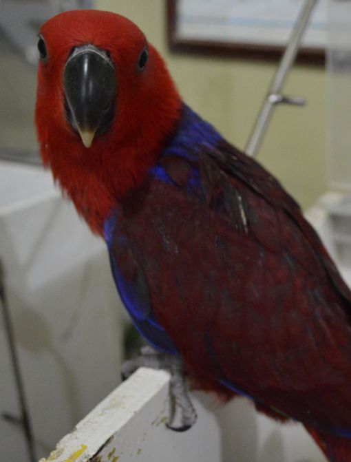 RED-SIDED ECLECTUS PARROT