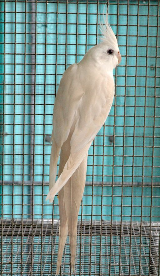 Albino Cockatiels