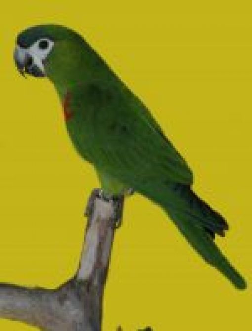 Hahn�s Macaw
