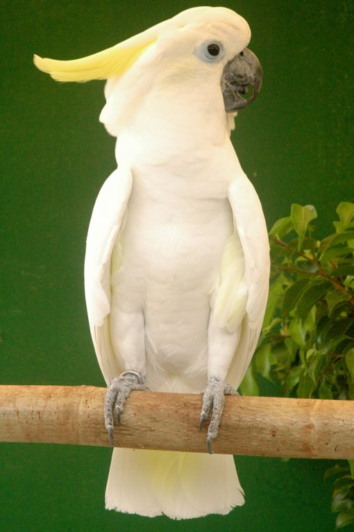 Medium Sulphur Crested Cockatoo